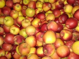 Good quality Gala Must, Golden Delicious and Idared (eco