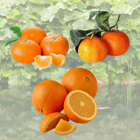 I am looking only for serious buyers! we will supply you with Oranges
