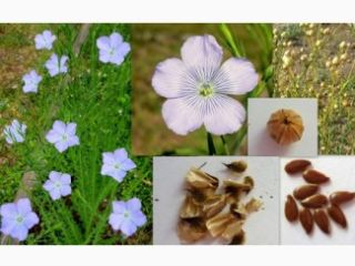 The company buys golden flax, brown flax, millet, sorghum,