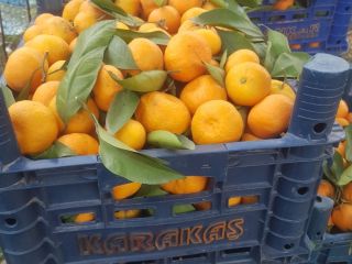 Avem in vanzare portocale, mandarine, lamai, grapfruit! Tara de