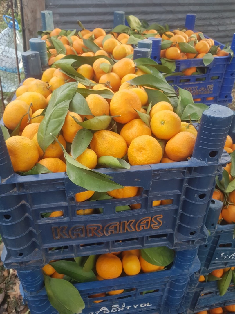 Avem in vanzare portocale, mandarine, lamai, grapfruit! Tara de origine: Turcia! We have for sale oranges, tangerines, lemons, grapefruit! Country of origin: