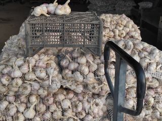 I will sell 500 kg of garlic Harnas, cut
