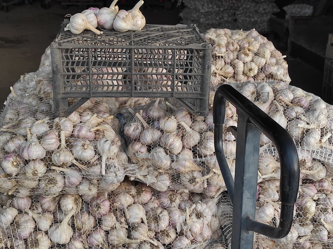 I will sell 500 kg of garlic Harnas, cut with a stalk, 3 cm caliber 5-6.5, most of the garlic 6+ HEALTHY