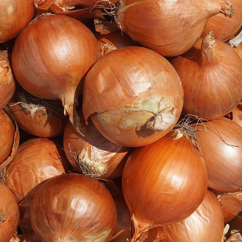 Shipment from 20 tons Bulb onions in restaurants, cafes, factories, canteens, etc