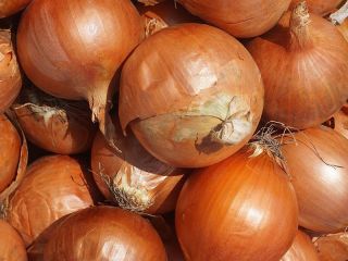 Shipment from 20 tons Bulb onions in restaurants, cafes,