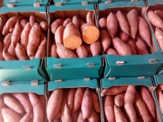 EGYPTIAN GROWN & HARVESTED SWEET POTATOES Potato type: BUGARD