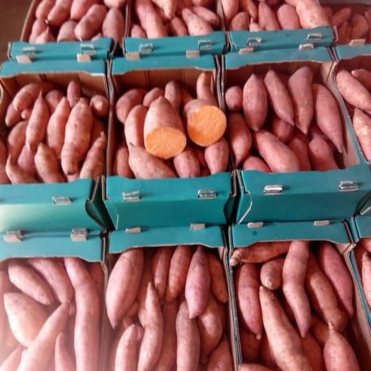 EGYPTIAN GROWN & HARVESTED SWEET POTATOES Potato type: BUGARD & LOCAL Ready for loading & shipping Sizes-Small - 2X large Packing: OPEN TOP & BINS/ OR AS PER