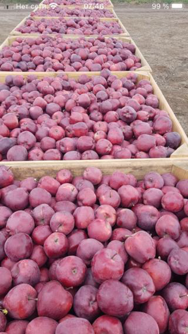 Selling apples from the Republic of Moldova: Florina Champion Red Chif Golden Delichios