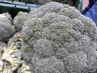 each pcs of Brocoli are 500 gram between 1