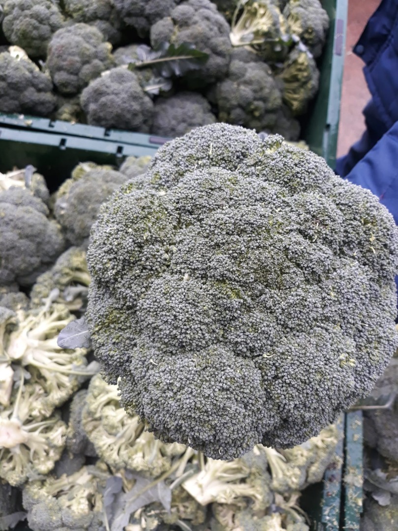 each pcs of Brocoli are 500 gram between 1 Kgs we can pack our Brocoli by our customer speacial deamands , we can deliver our Brocoli in Frigo Truck into all