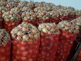 żółta i czerwona cebula, worki z siatki 25 kg