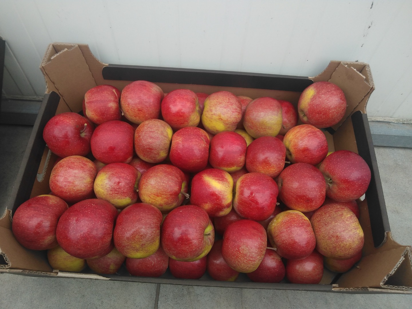 Hello, I am selling refrigerated Ligol, Jonagored, Szampio