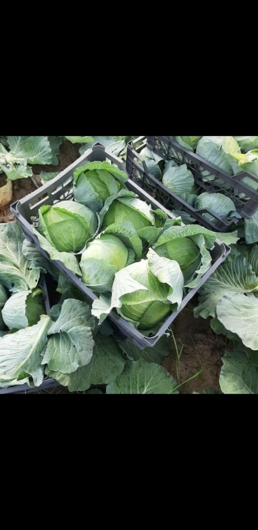 We have fresh Dill or cacberg or all fresh vegetables for export good quality and beast price