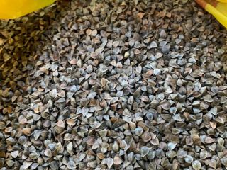 We sell buckwheat purity 98% packaging 25kg, 1000 kg