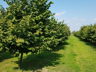 I will sell a hazelnut from my own plantation,