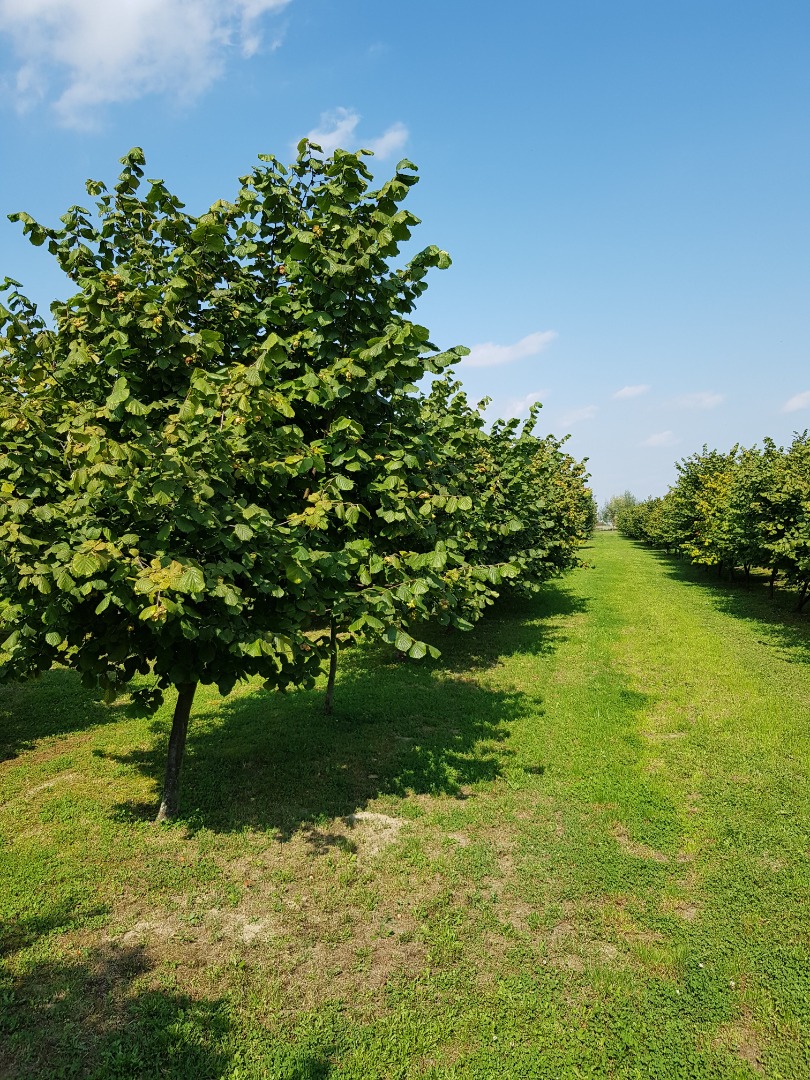 I will sell a hazelnut from my own plantation, harvest in 2021 clean, disguised, dried