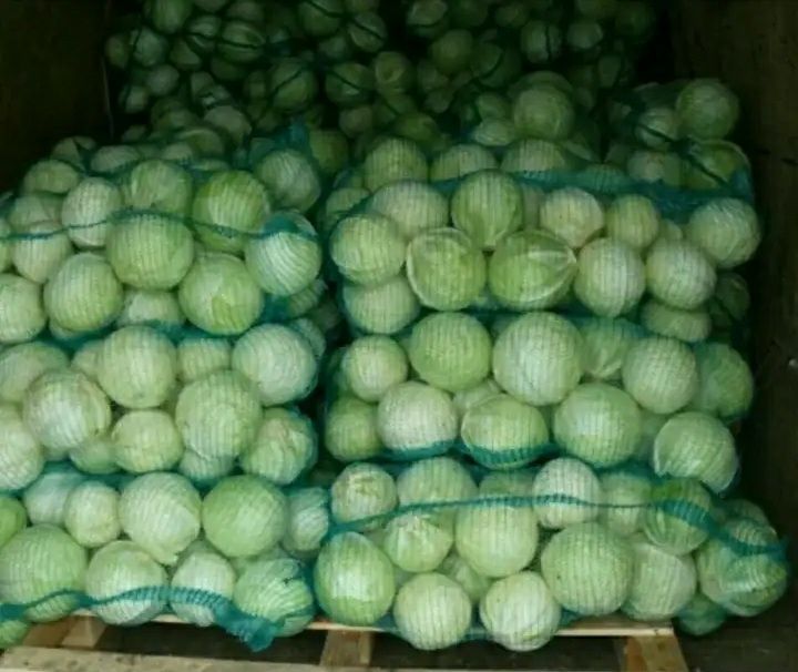 The harvest is 2021, the cabbage is delicious, without parasites and diseases