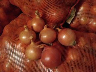 Bulb onions, great for cooking in restaurants, cafes, catering.