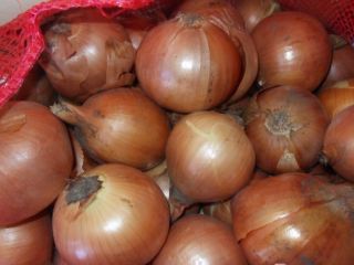 Bulb onions, great for cooking in restaurants, cafes, catering.