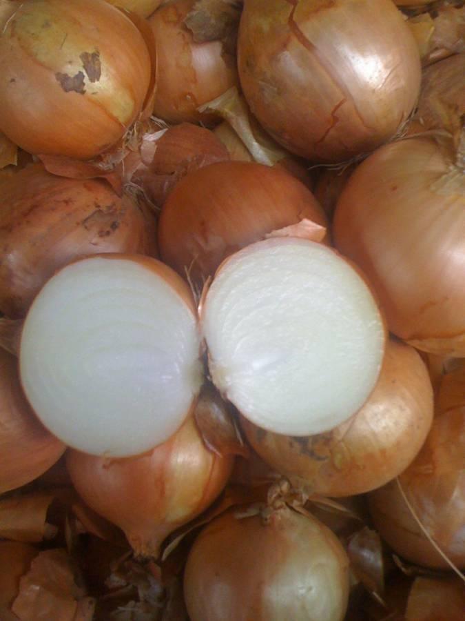 Bulb onions, great for cooking in restaurants, cafes, catering