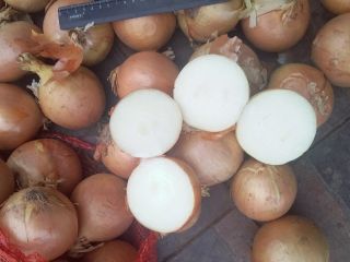 Bulb onions, great for cooking in restaurants, cafes, catering.