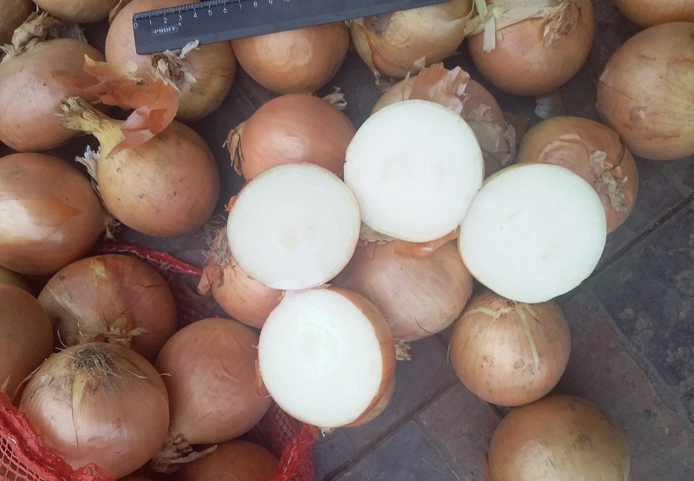 Bulb onions, great for cooking in restaurants, cafes, catering