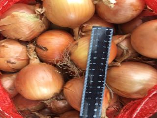 Bulb onions, great for cooking in restaurants, cafes, catering.