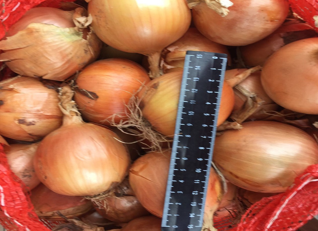 Bulb onions, great for cooking in restaurants, cafes, catering