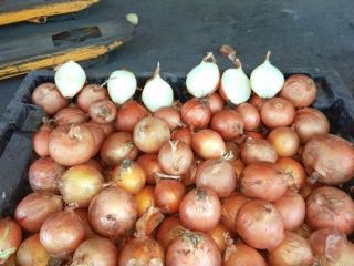 Bulb onions, great for cooking in restaurants, cafes, catering.