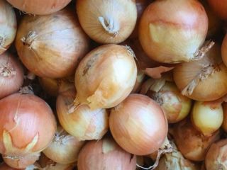 Bulb onions, great for cooking in restaurants, cafes, catering.