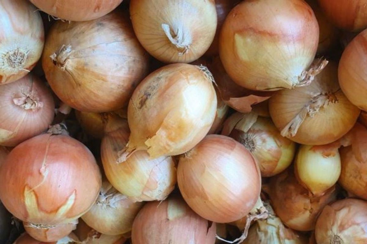 Bulb onions, great for cooking in restaurants, cafes, catering