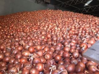 Bulb onions, great for cooking in restaurants, cafes, catering.