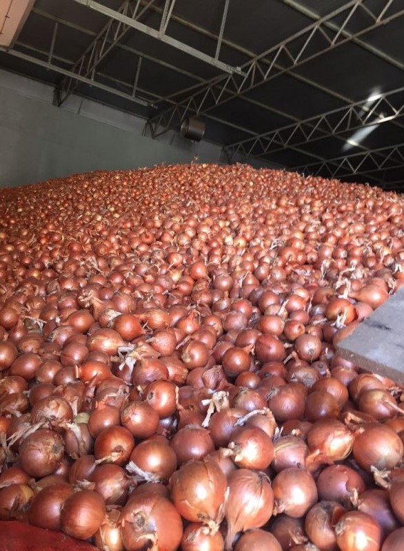Bulb onions, great for cooking in restaurants, cafes, catering
