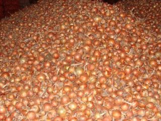 Bulb onions, great for cooking in restaurants, cafes, catering.