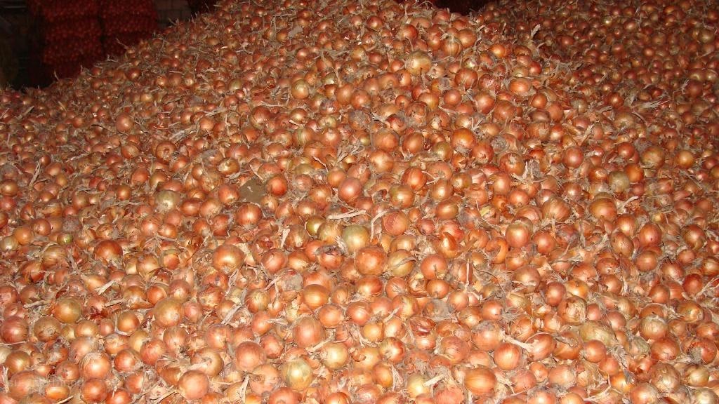 Bulb onions, great for cooking in restaurants, cafes, catering