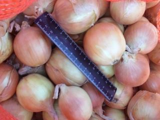Bulb onions, great for cooking in restaurants, cafes, catering.