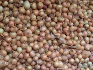 Bulb onions, great for cooking in restaurants, cafes, catering.