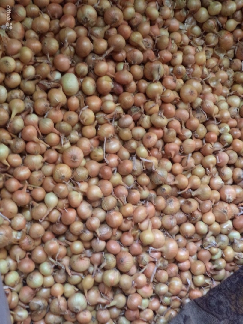 Bulb onions, great for cooking in restaurants, cafes, catering