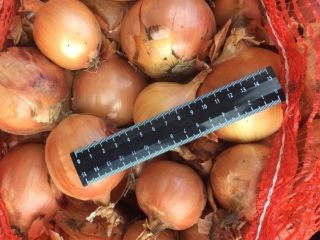 Bulb onions, great for cooking in restaurants, cafes, catering.