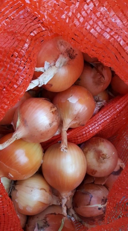 Bulb onions, great for cooking in restaurants, cafes, catering
