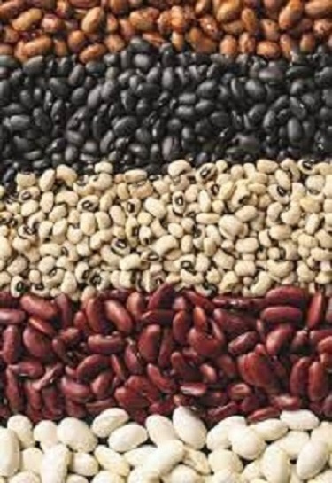 Beans for sale We offer to buy beans from the Ukrainian company Bins Naturprodukt