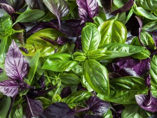 I WILL SELL FROZEN BASIL OF OWN PRODUCTION.
