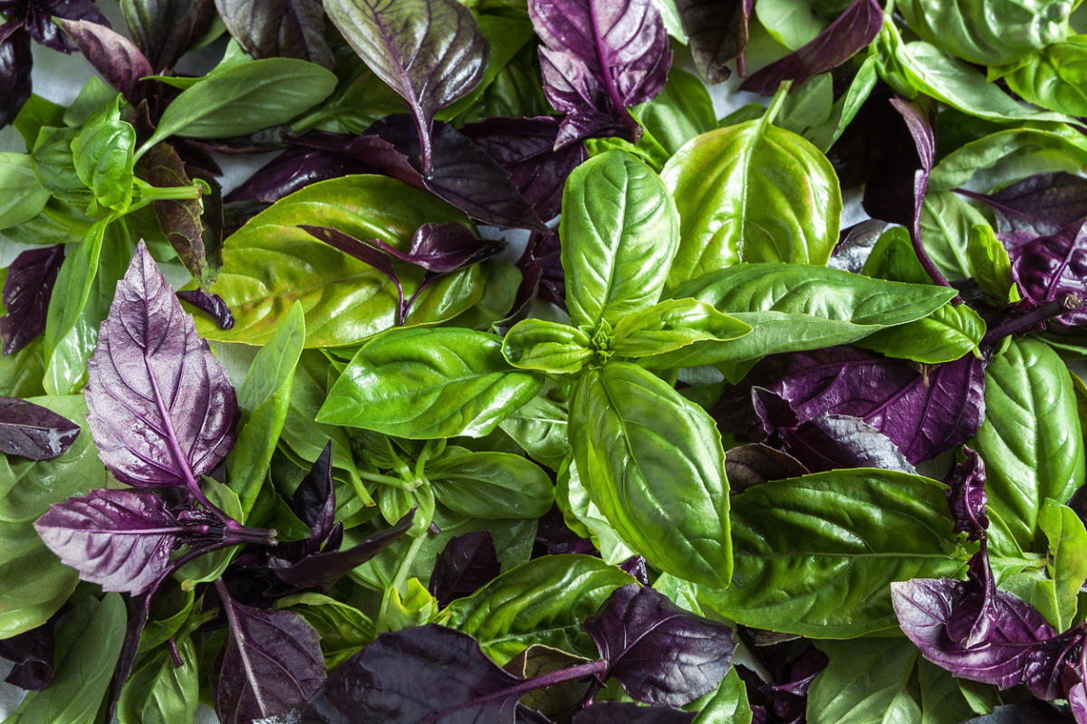 I WILL SELL FROZEN BASIL OF OWN PRODUCTION