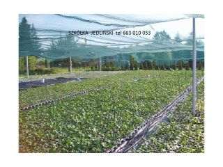 The Jedliński rhubarb nursery offers: - rhubarb cuttings LIDER,