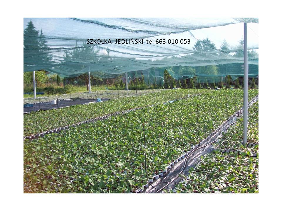 The Jedliński rhubarb nursery offers: - rhubarb cuttings LIDER, VIKTORIA - rhubarb carps LIDER, VIKTORIA - rhubarb in vitro SANVITOS RED, SANVITOS EARLY