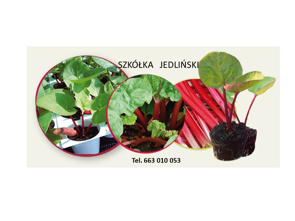 The Jedliński rhubarb nursery offers: - rhubarb cuttings LIDER, VIKTORIA - rhubarb carps LIDER, VIKTORIA - rhubarb in vitro SANVITOS RED, SANVITOS EARLY