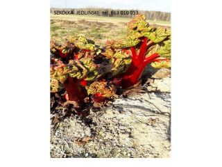 The Jedliński rhubarb nursery offers: - rhubarb cuttings LIDER,