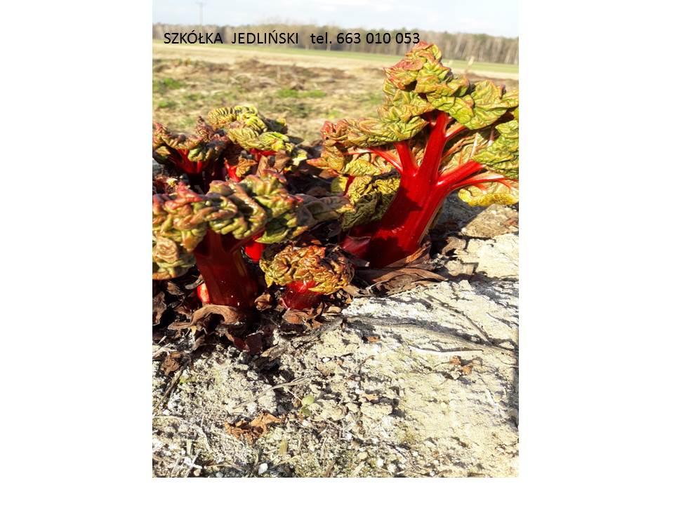 The Jedliński rhubarb nursery offers: - rhubarb cuttings LIDER, VIKTORIA - rhubarb carps LIDER, VIKTORIA - rhubarb in vitro SANVITOS RED, SANVITOS EARLY