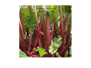 The Jedliński rhubarb nursery offers: - rhubarb cuttings LIDER,