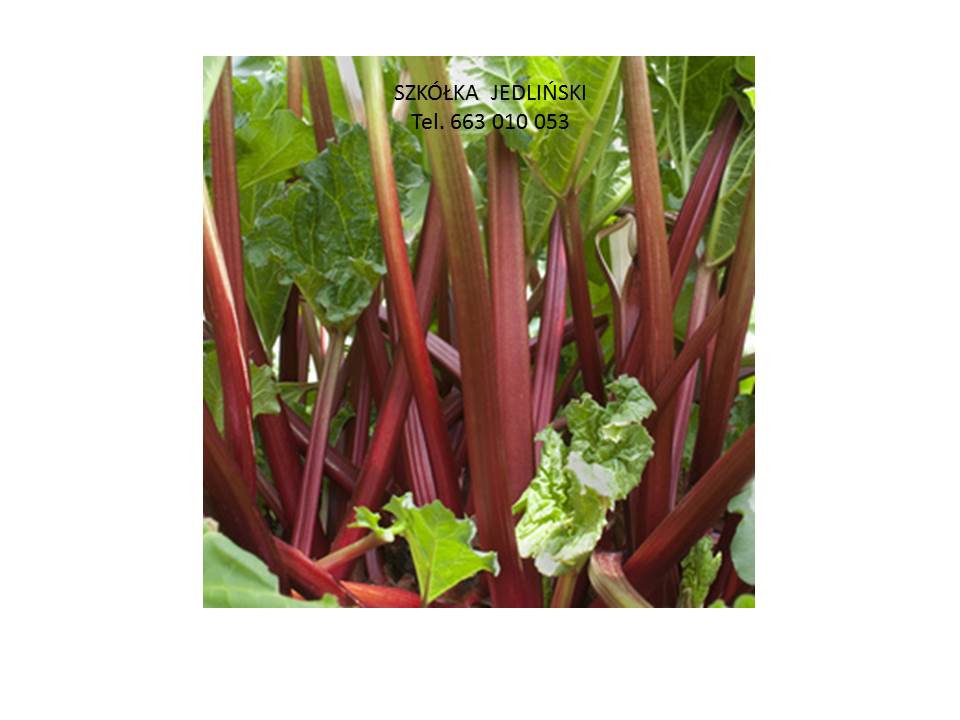 The Jedliński rhubarb nursery offers: - rhubarb cuttings LIDER, VIKTORIA - rhubarb carps LIDER, VIKTORIA - rhubarb in vitro SANVITOS RED, SANVITOS EARLY